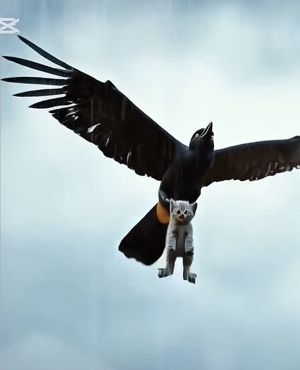 カラスが弟を空へ連れ去る