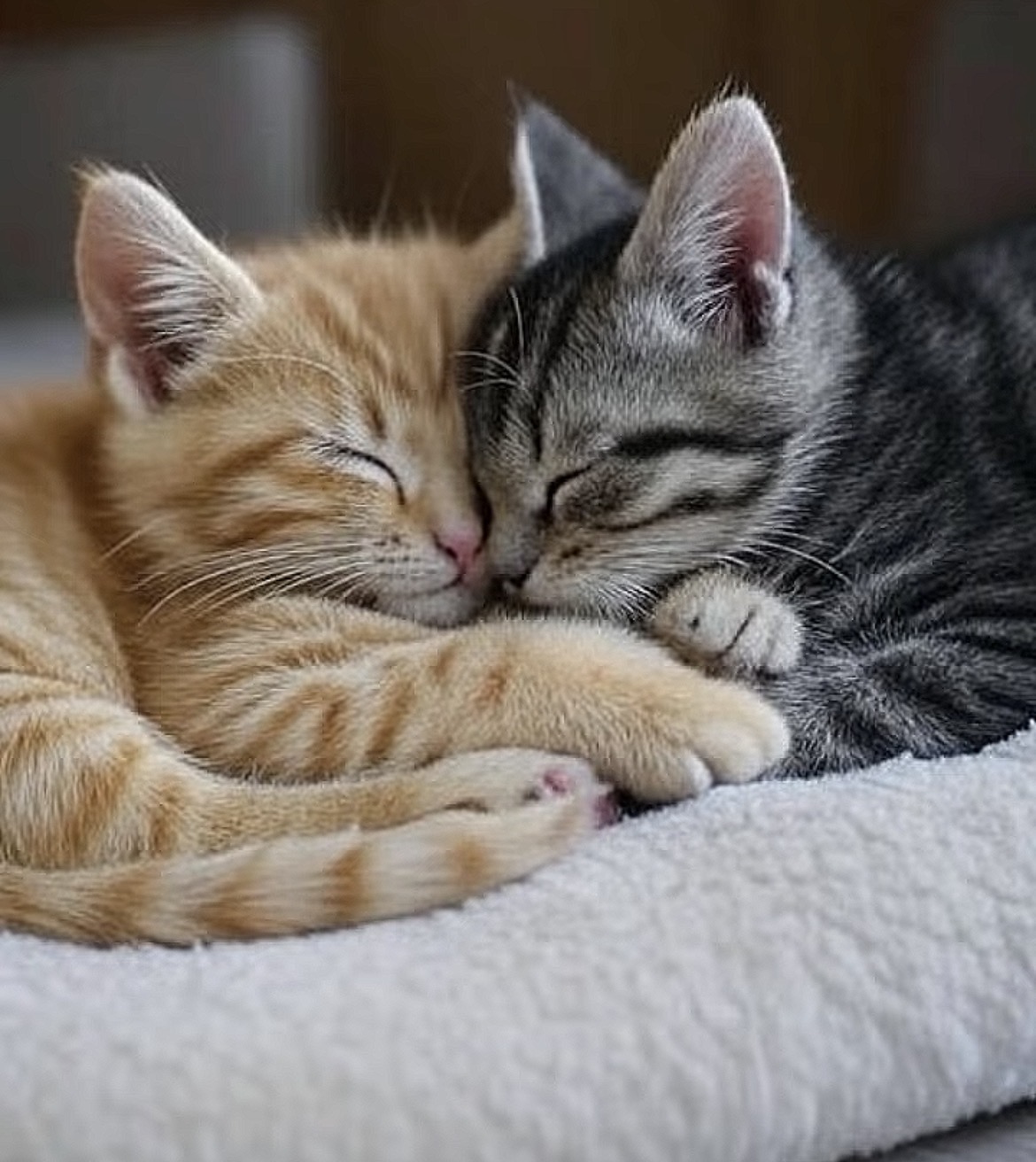 くっついて眠るトラとクロ